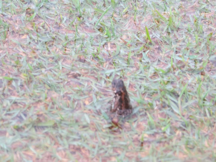 : A tiny striped visitor spotted at the Wynnum club