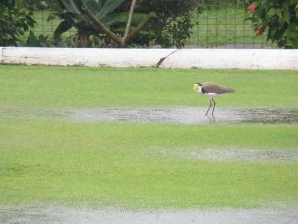 A masked lapwing wades through a puddle on a wet, manicured croquet lawn near a white boundary
