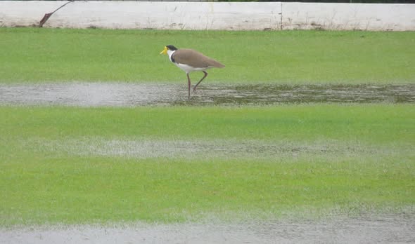: Determined plovers navigate the wet lawns at Wynnum