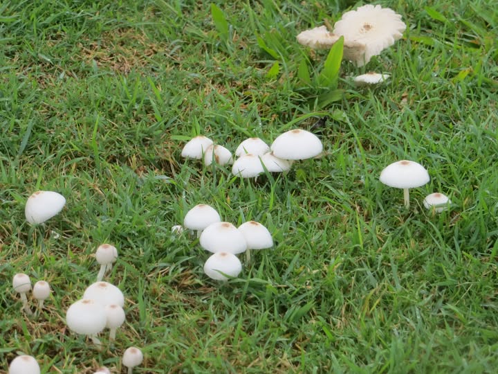 : Mushrooms appear across the Wynnum croquet lawns