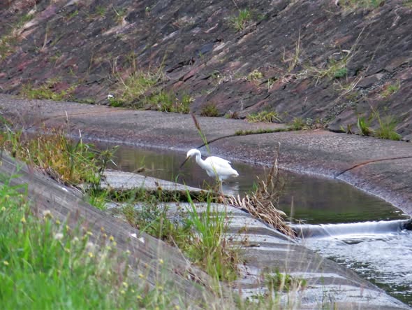 A white egret stands in a shallow concrete drainage channel with water flowing over a small weir