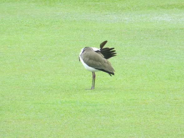 A Southern Lapwing stands on one leg on a manicured green croquet lawn