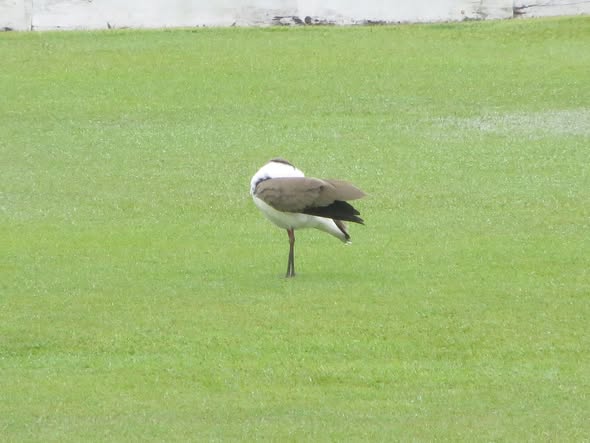A masked lapwing stands on one leg with its head tucked in on a manicured croquet lawn