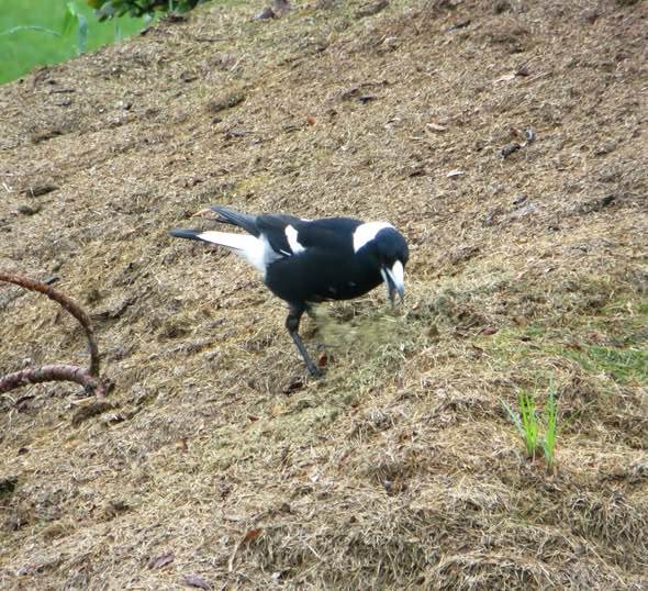 An Australian magpie forages on a grassy slope near a rusty croquet hoop