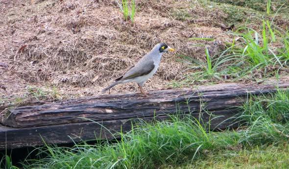 Native birds foraging and grooming on a damp croquet lawn