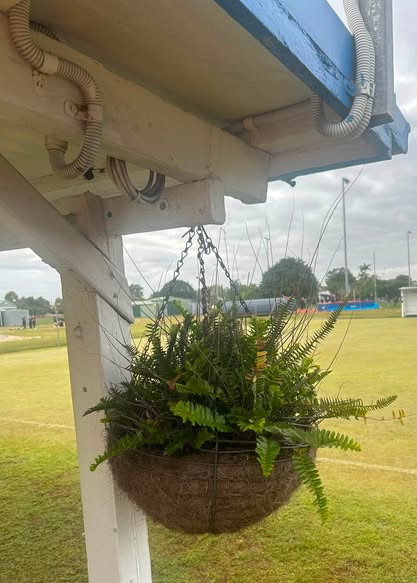 A hanging fern basket under a croquet club shelter, with a grassy croquet lawn and distant players in the background