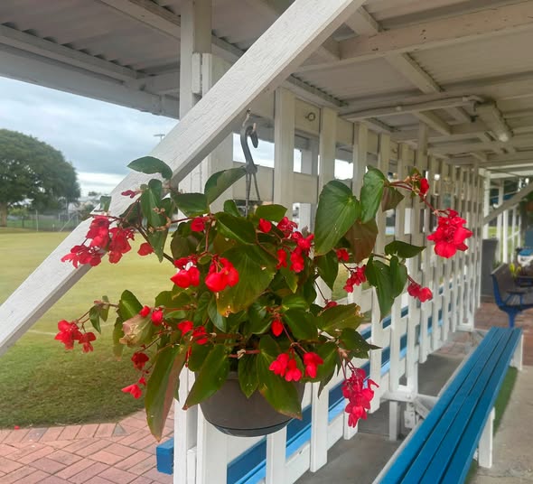 Windsor Croquet Club grounds looking tidy and welcoming for the Queensland Golf Croquet Mixed Doubles Championship.